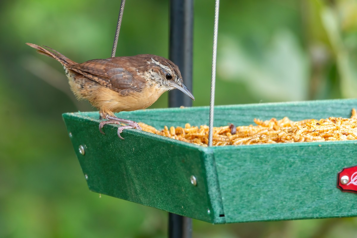 Carolina Wren - ML642079116