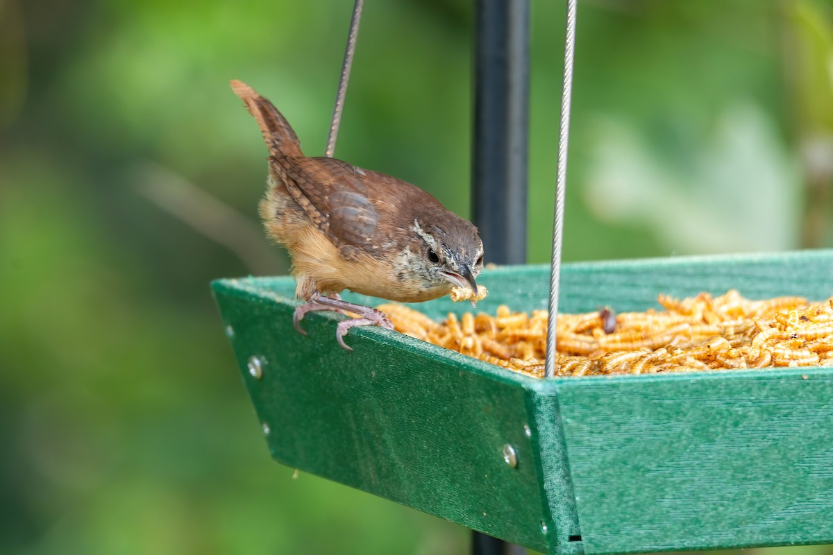 Carolina Wren - ML642079117