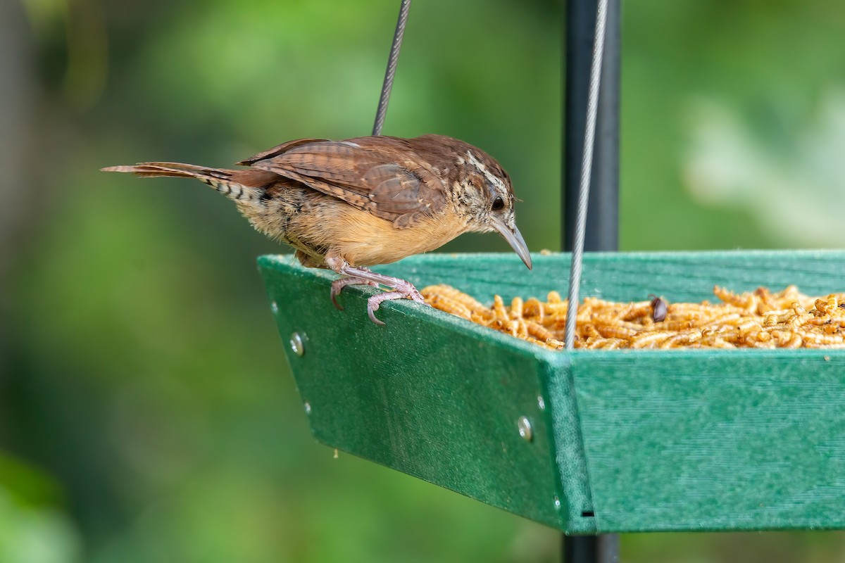 Carolina Wren - ML642079118