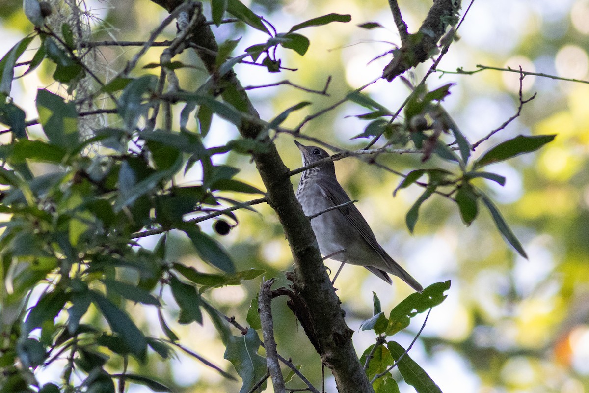 Gray-cheeked Thrush - ML642079122