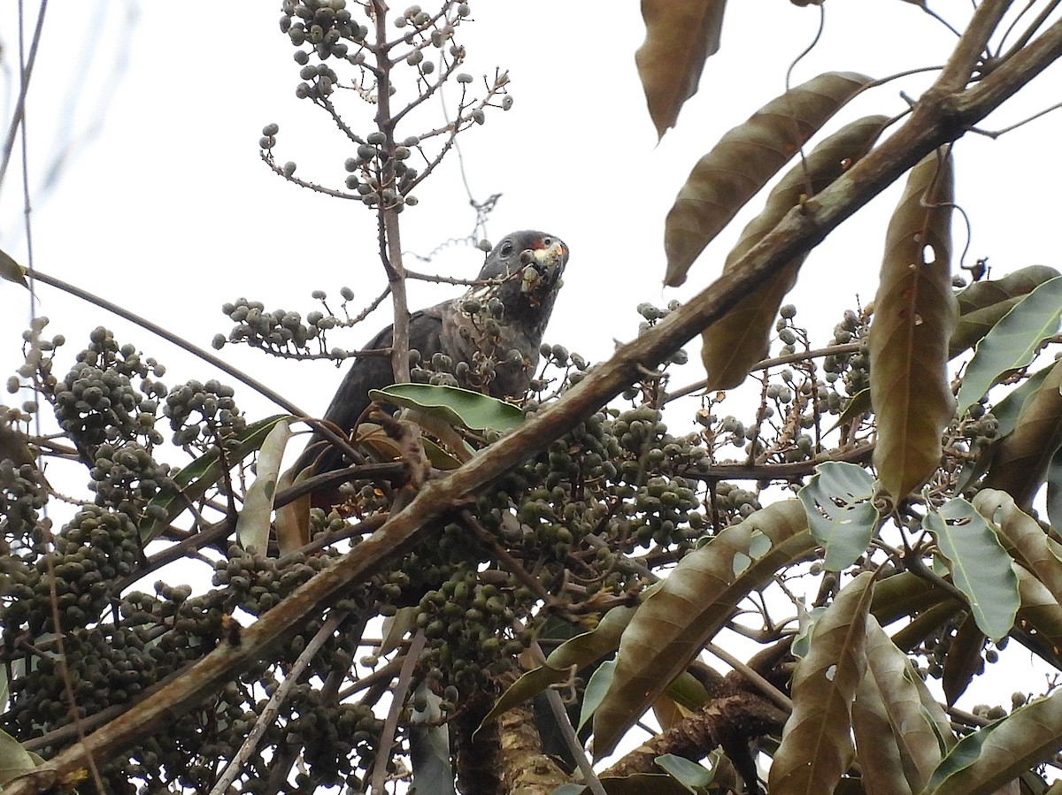 Dusky Parrot - ML642079123