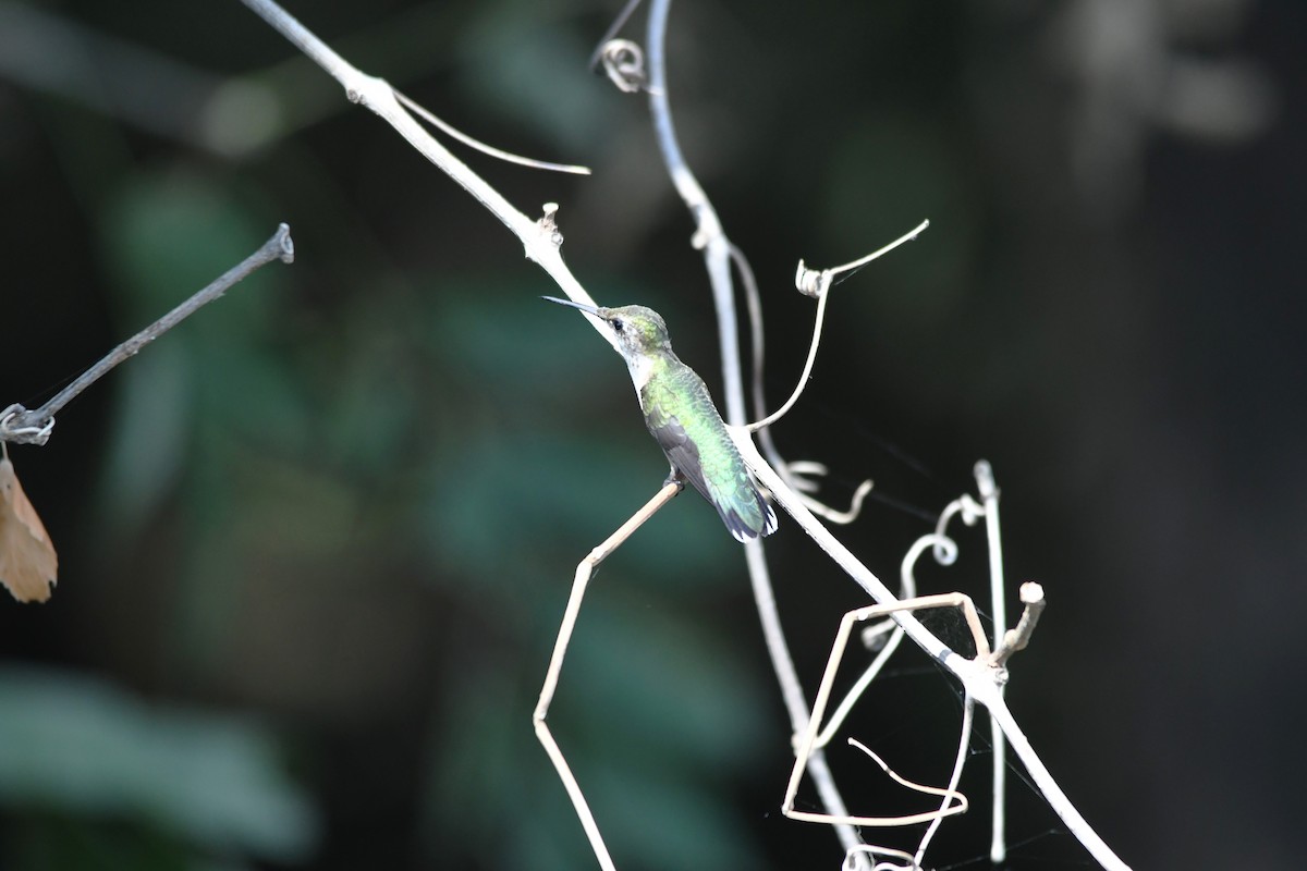 Colibrí Gorjirrubí - ML642079149