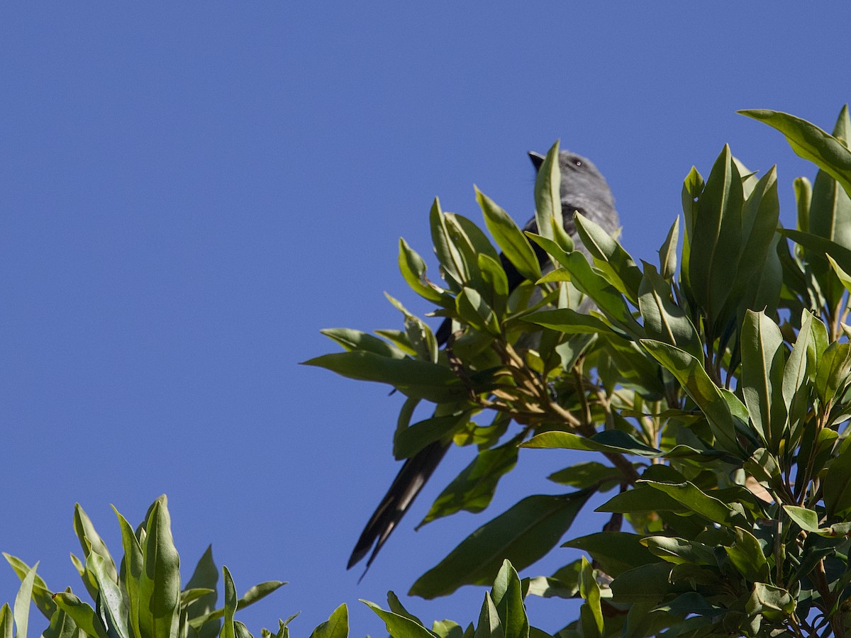 Shear-tailed Gray Tyrant - ML642079151