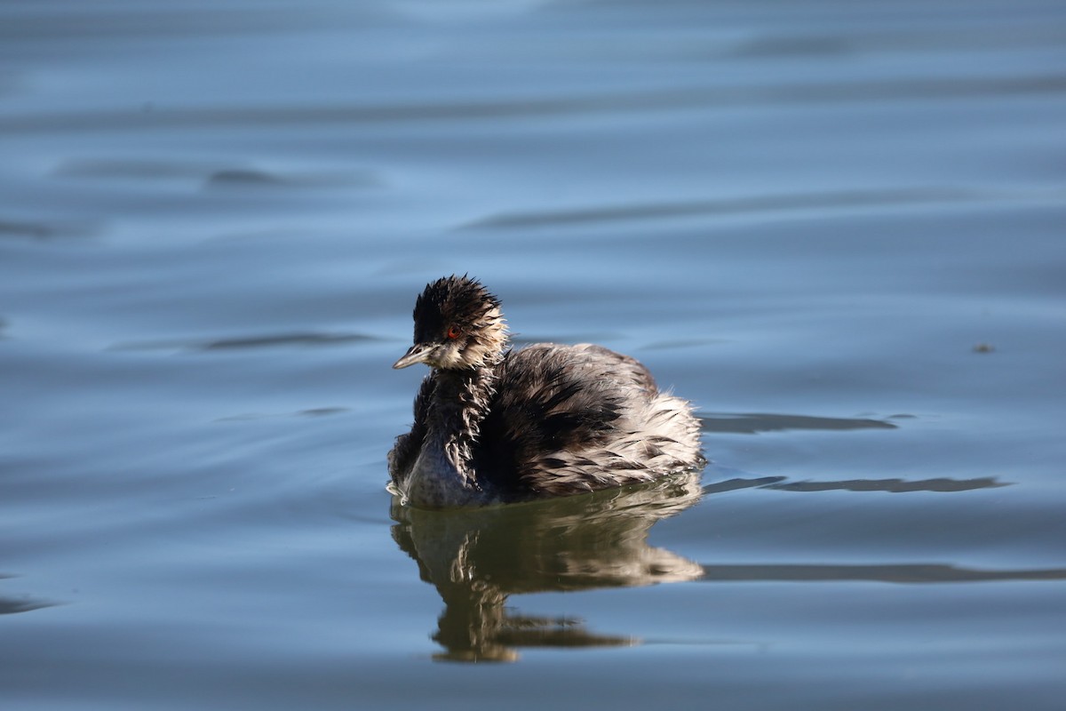 Eared Grebe - ML642079152