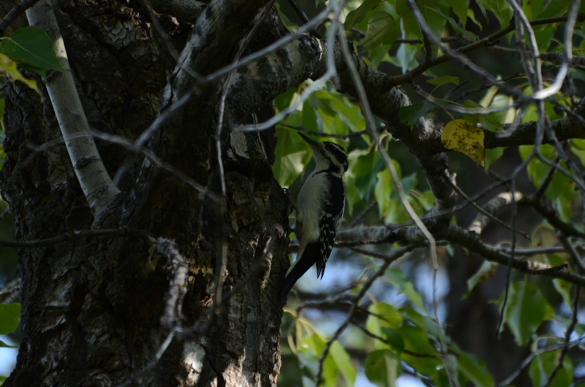 Hairy Woodpecker - ML642079155
