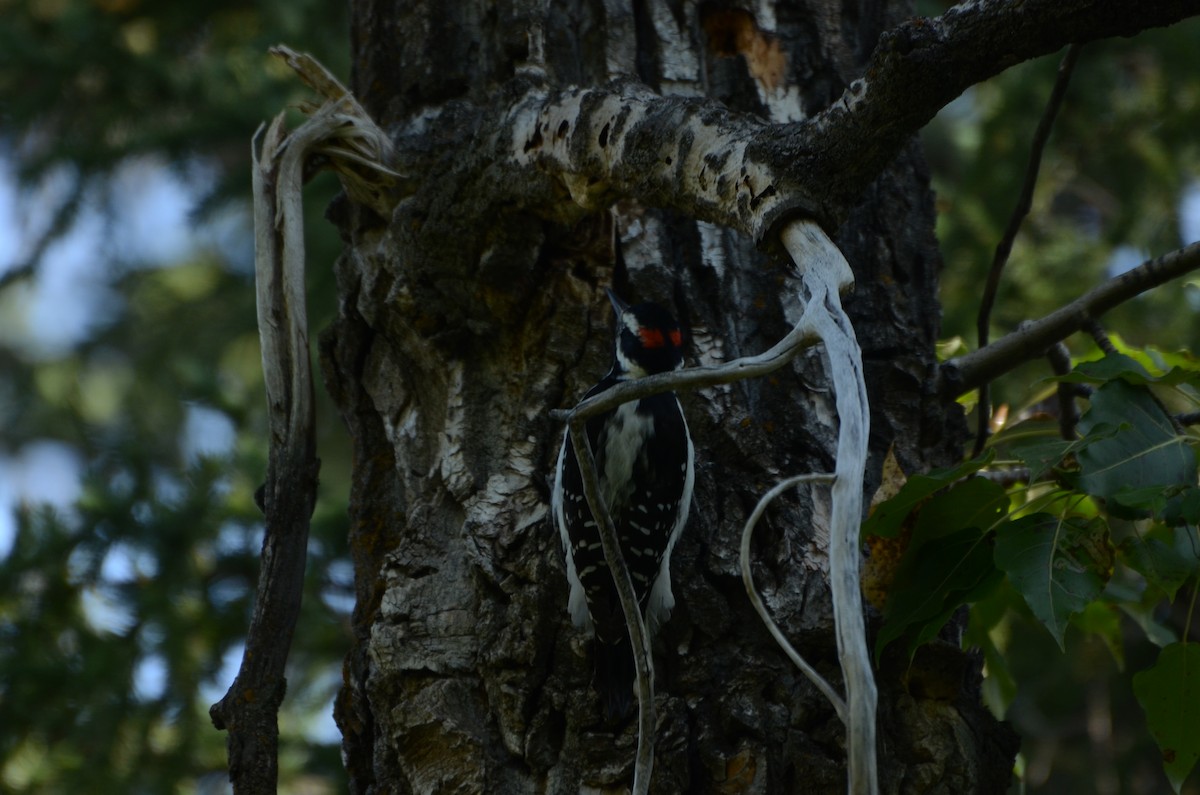 Hairy Woodpecker - ML642079156