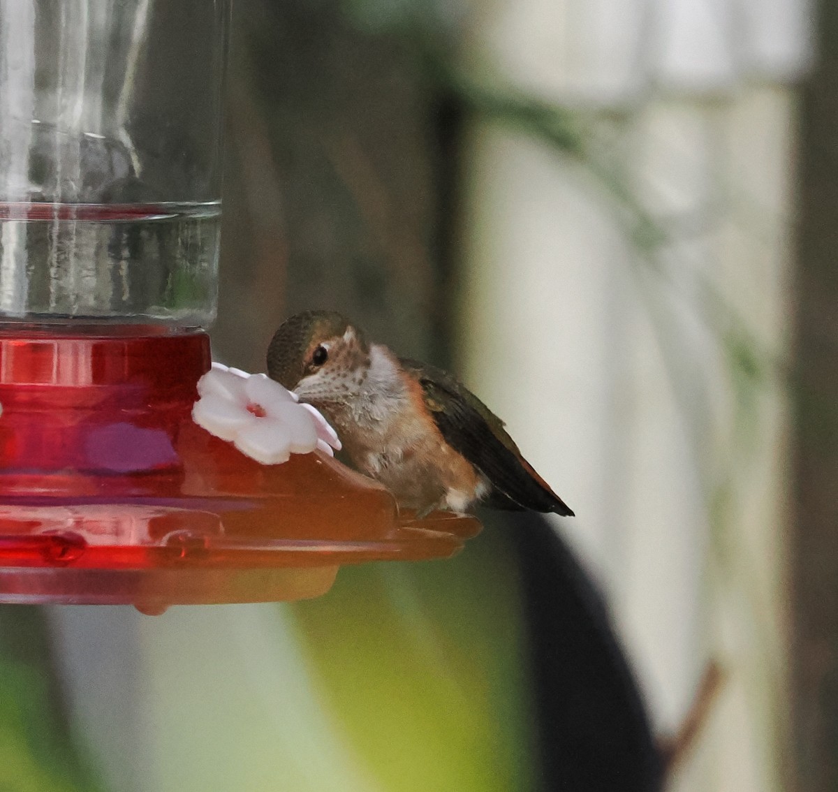 Rufous Hummingbird - ML642079158