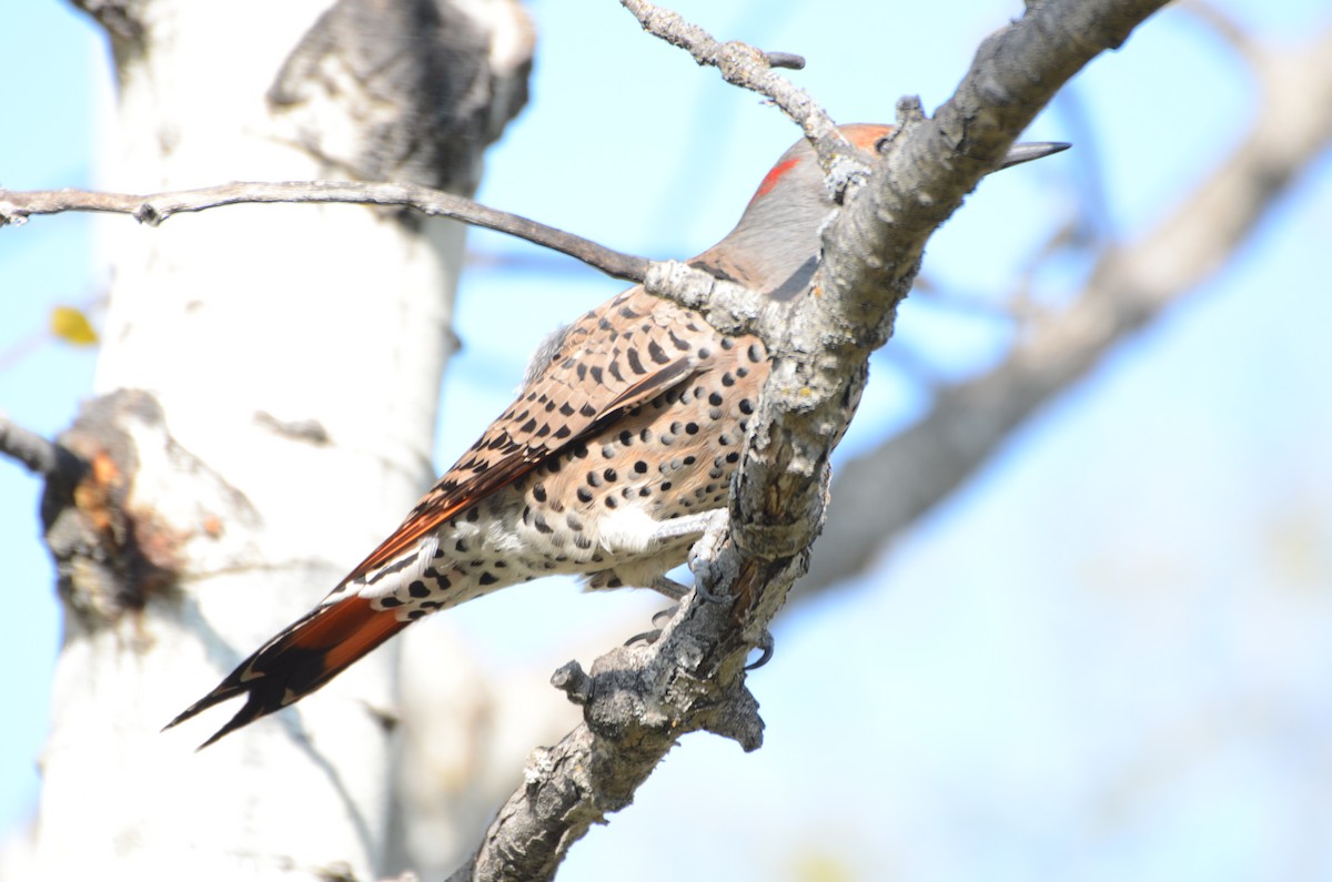 Northern Flicker - ML642079162