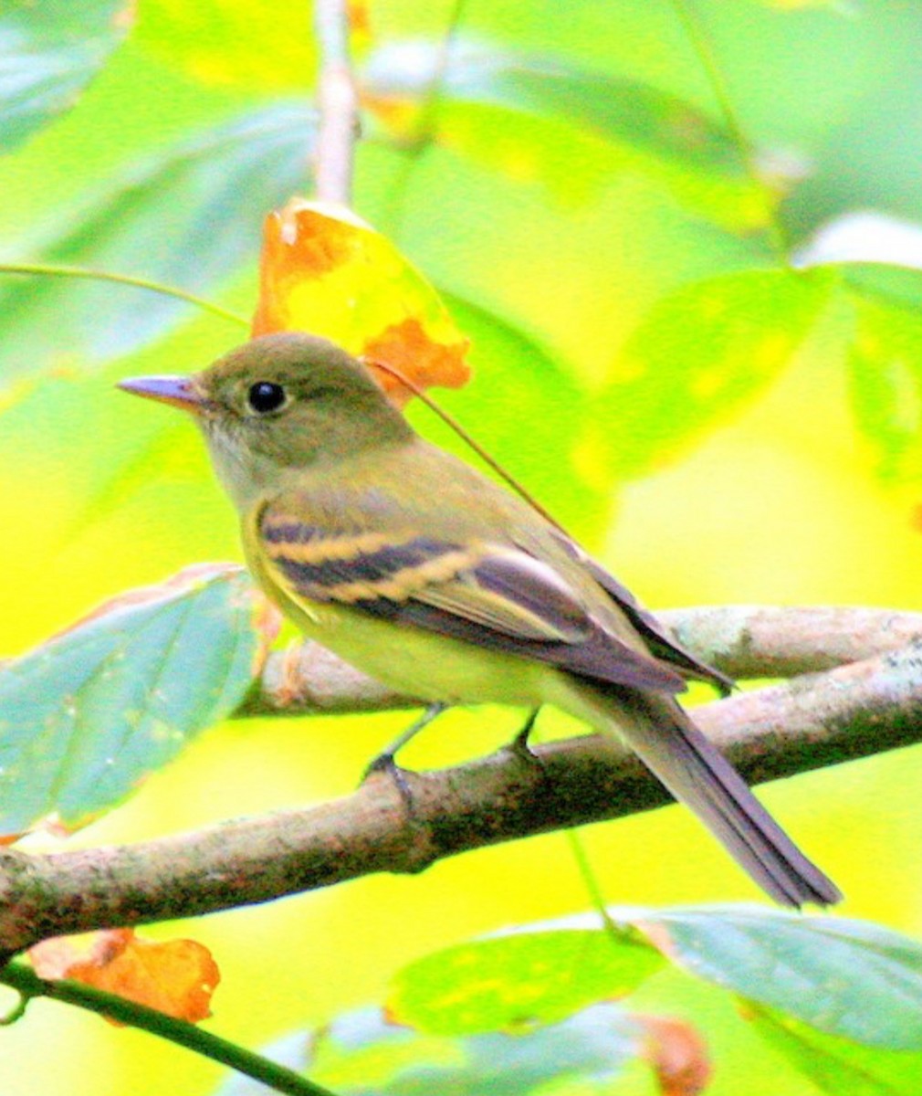 Acadian Flycatcher - ML642079163