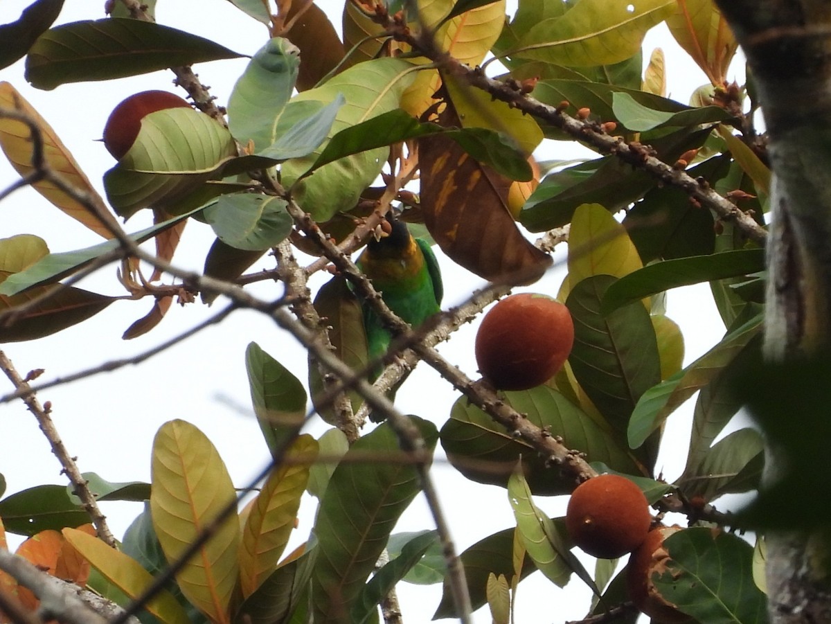 Caica Parrot - ML642079165