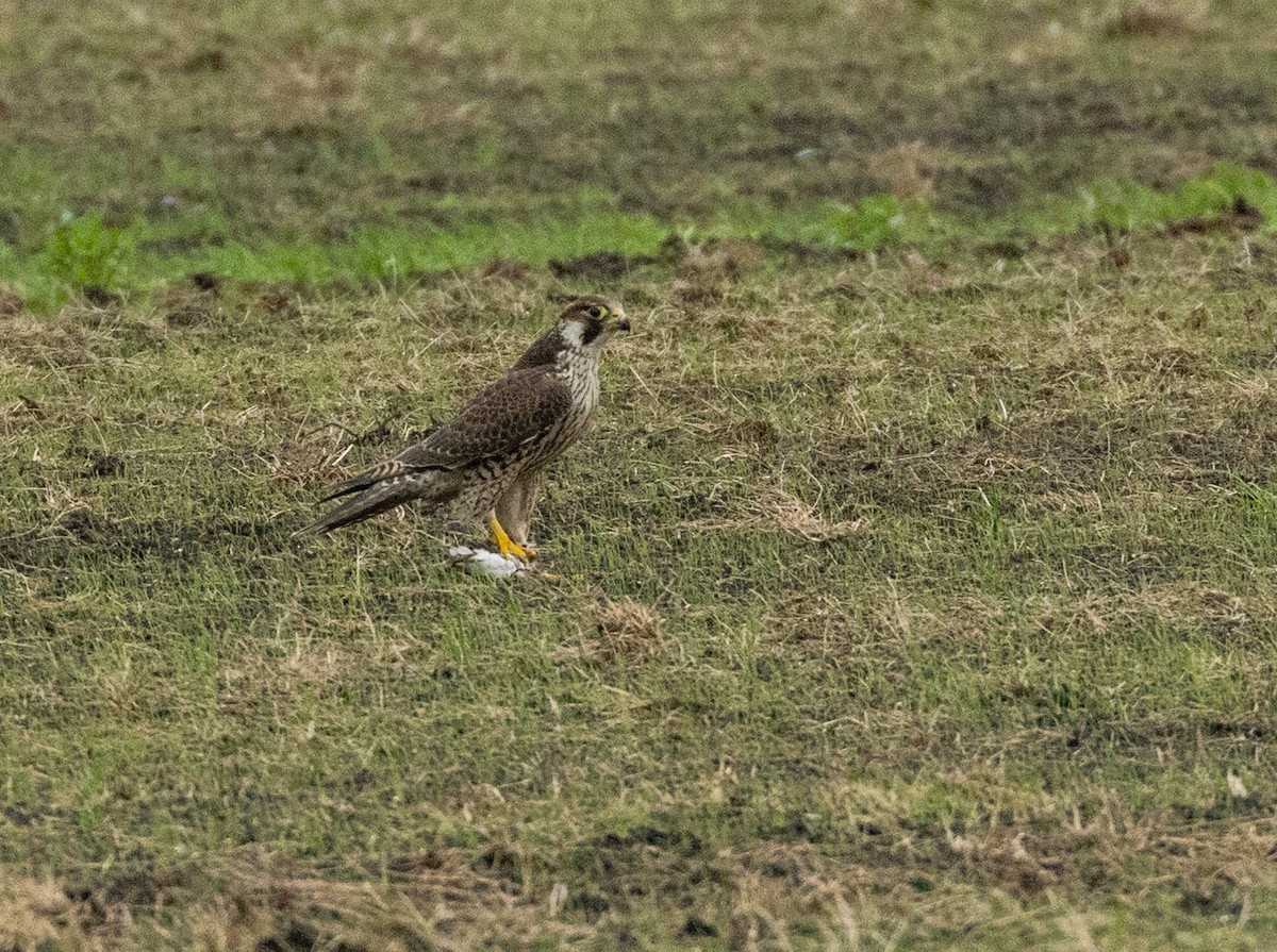 Peregrine Falcon - ML642079192