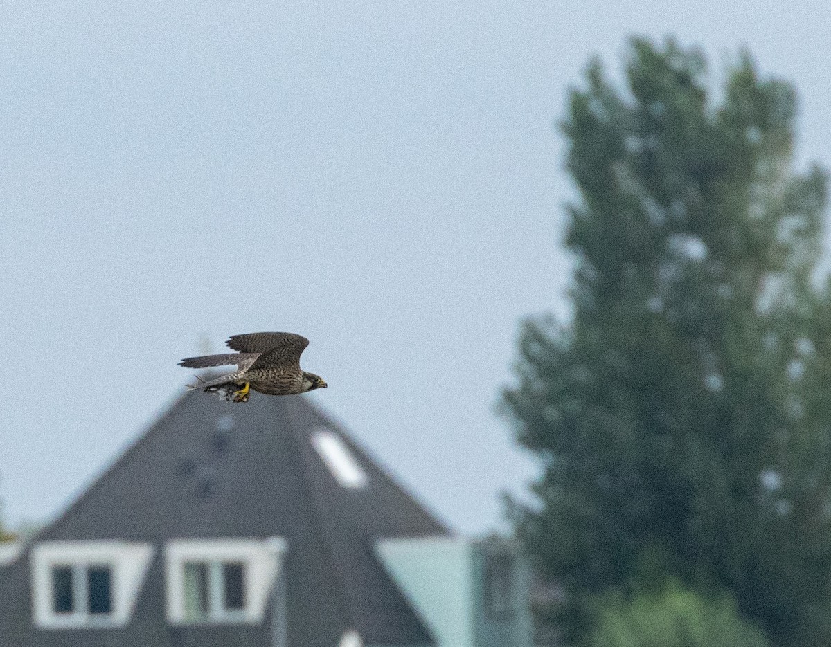 Peregrine Falcon - ML642079198