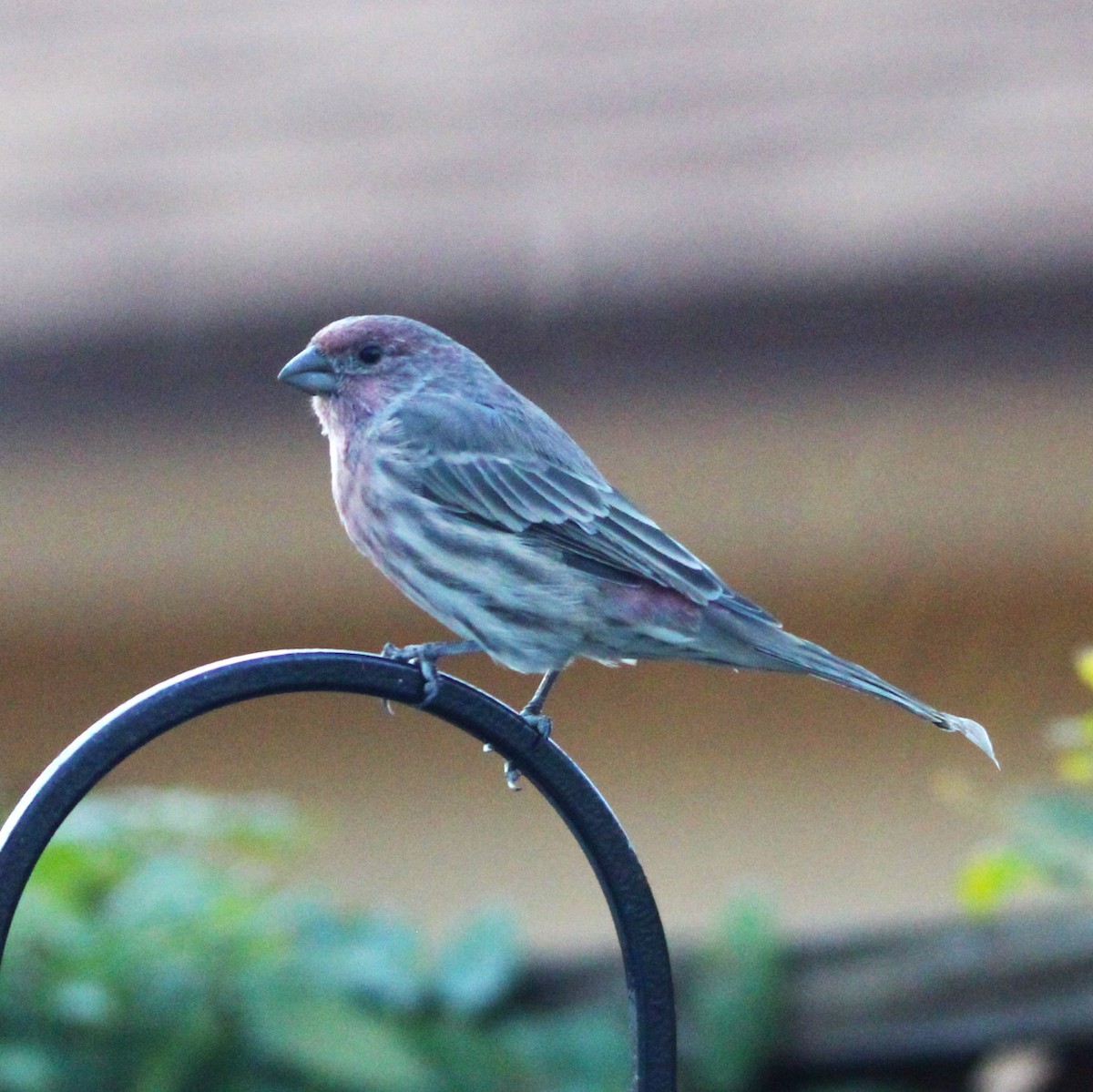 House Finch - ML642079202