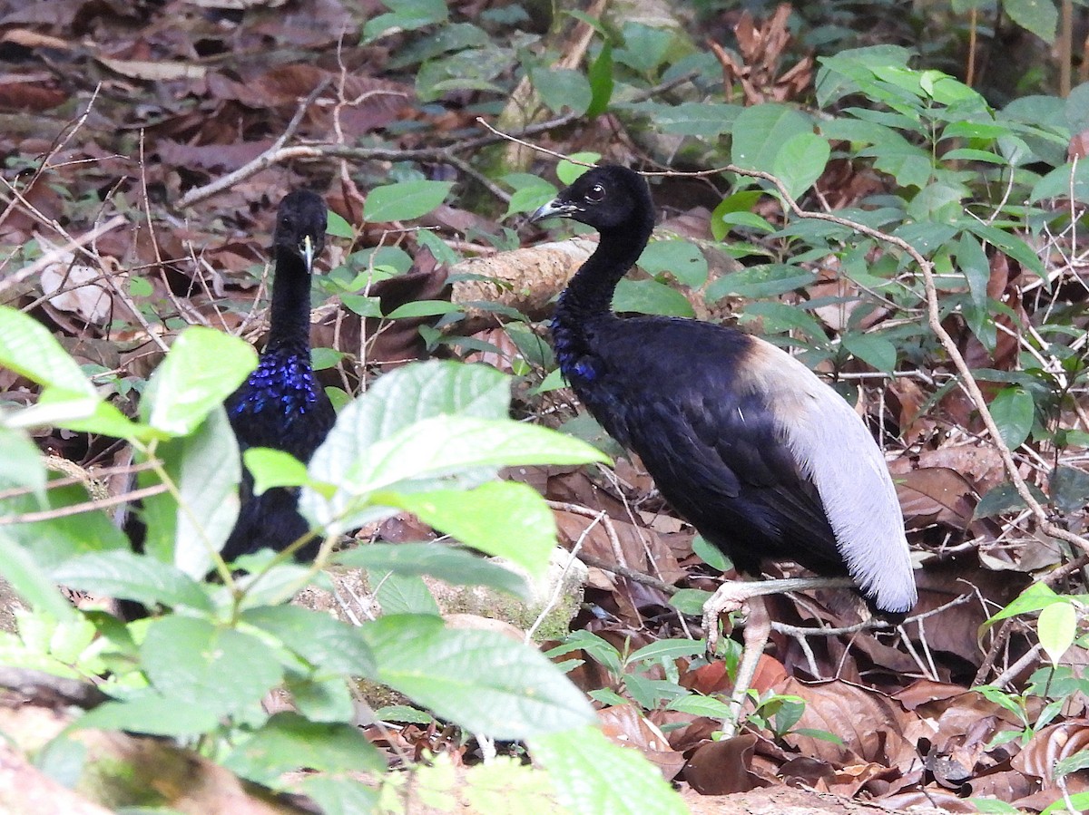 Gray-winged Trumpeter - ML642079208