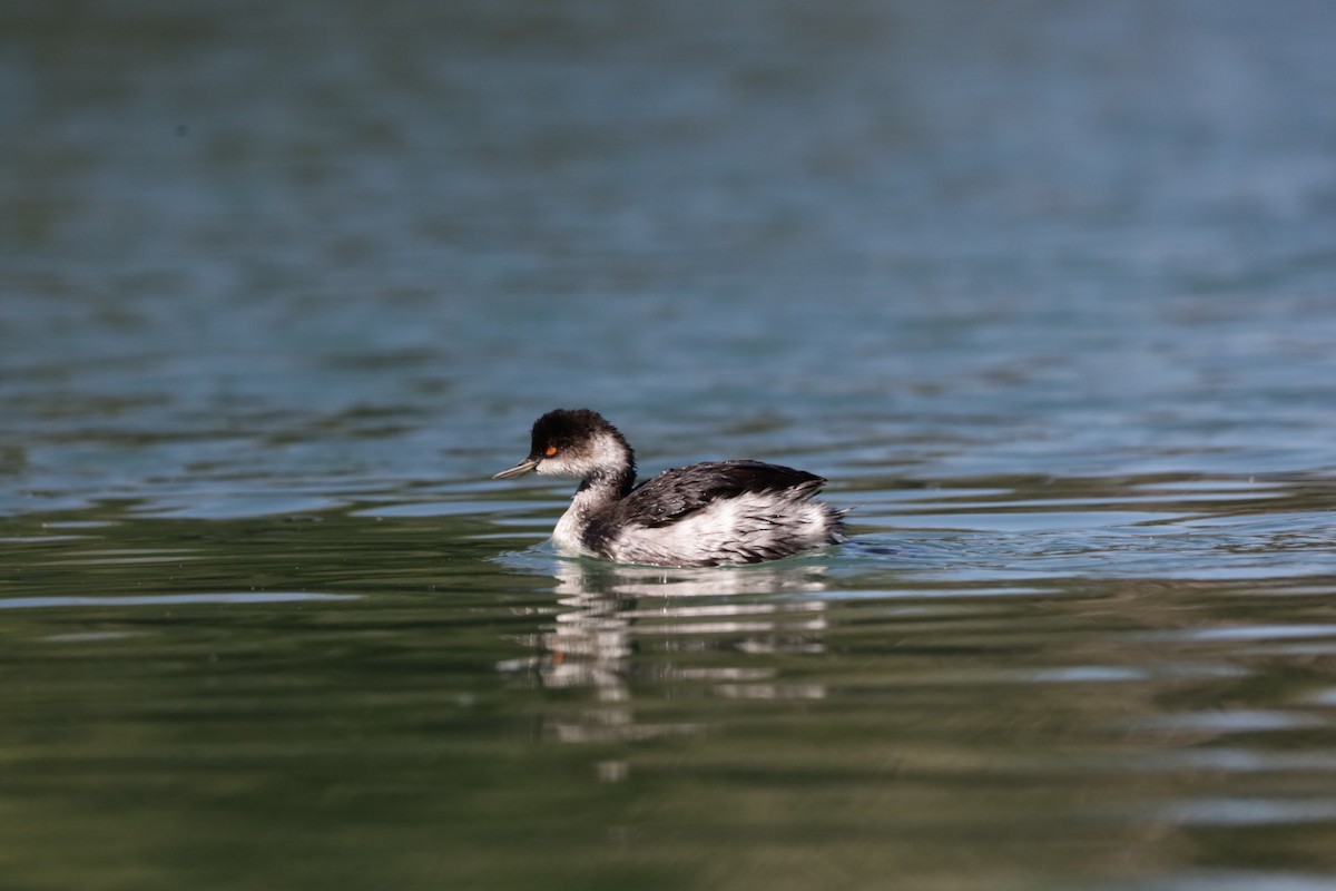 Eared Grebe - ML642079209