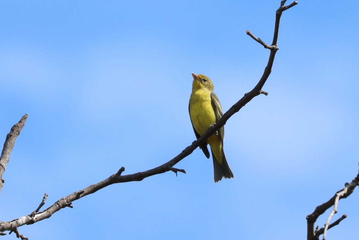Western Tanager - ML642079210