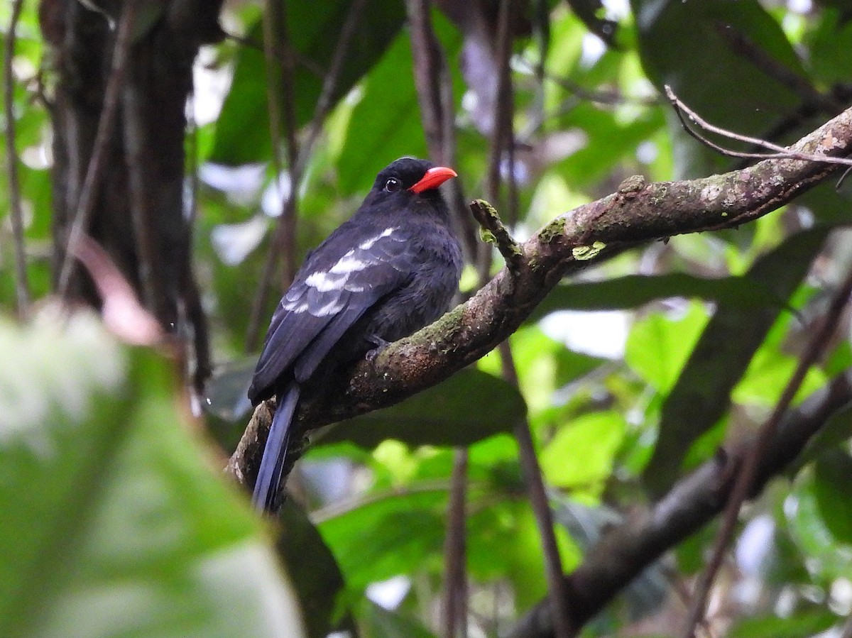 Black Nunbird - ML642079231