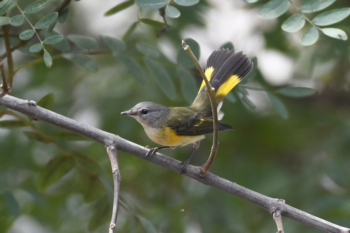 American Redstart - ML642079232