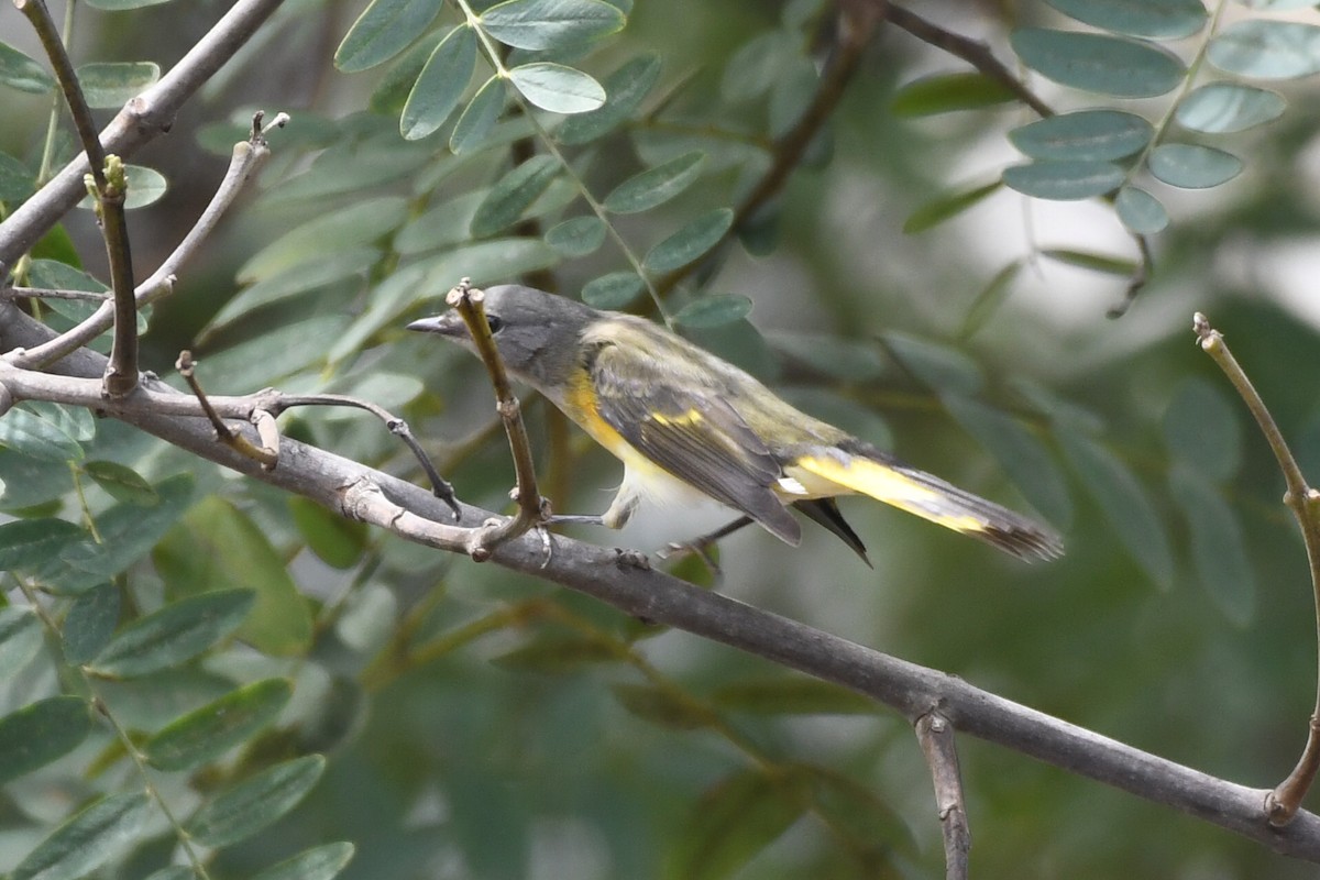 American Redstart - ML642079233