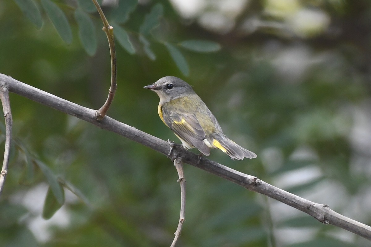 American Redstart - ML642079234