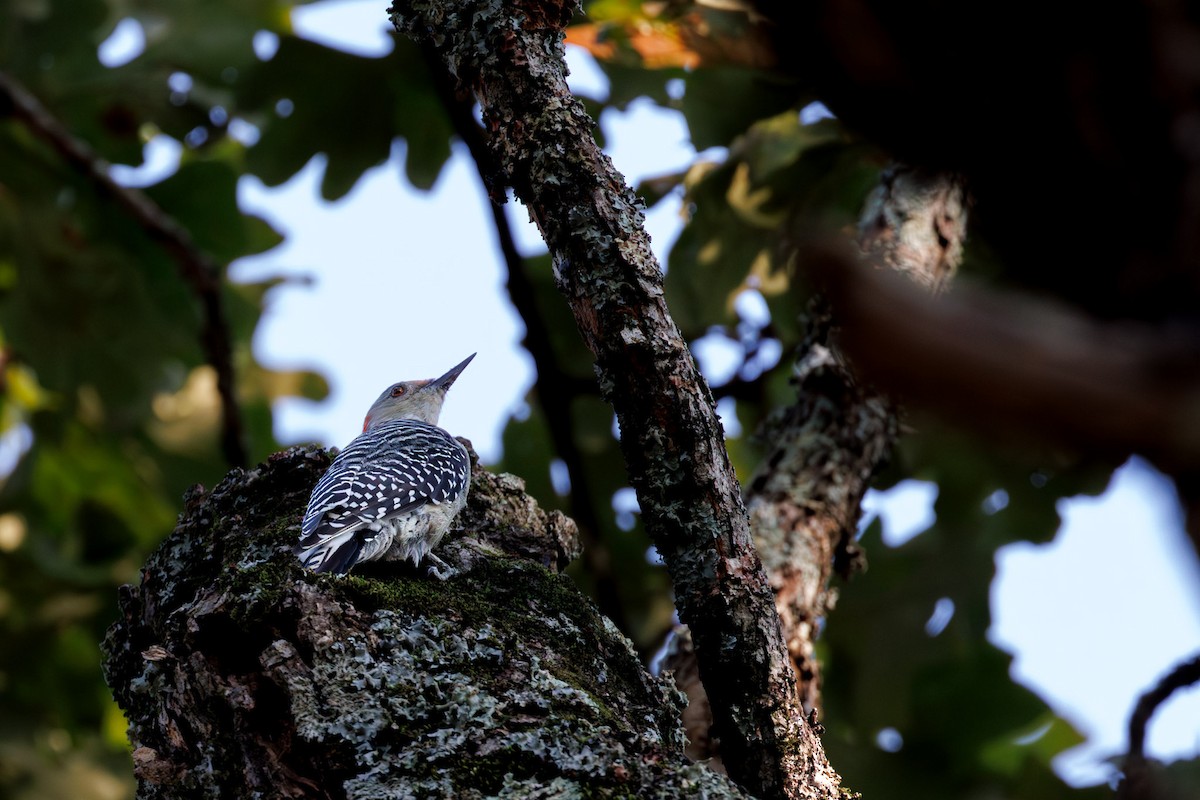 Red-bellied Woodpecker - ML642079241