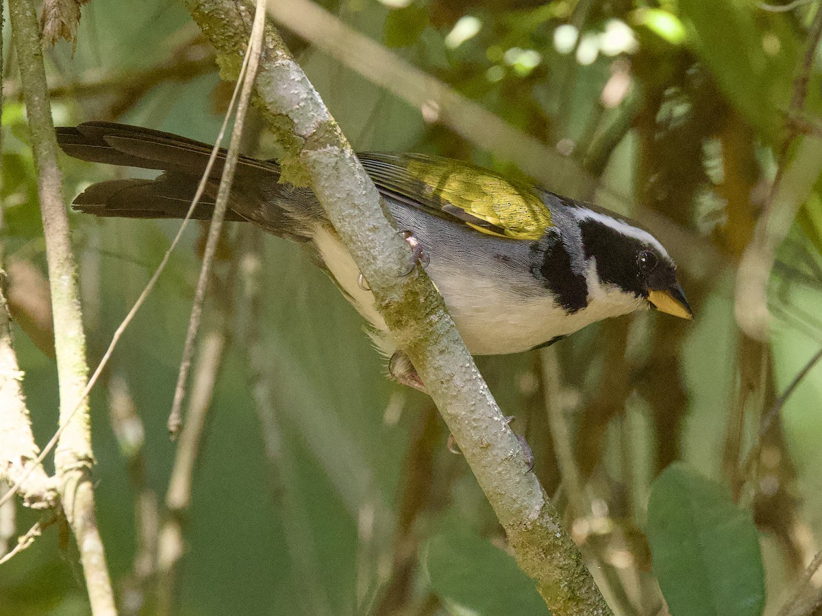 Half-collared Sparrow - ML642079242