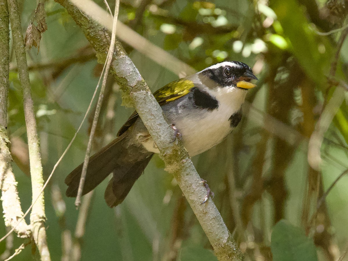 Half-collared Sparrow - ML642079243