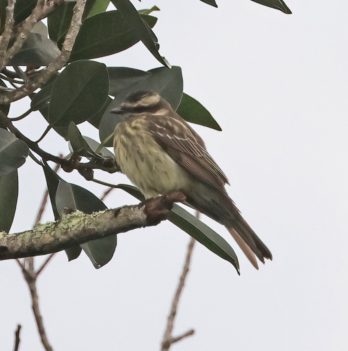 Variegated Flycatcher - ML642079247