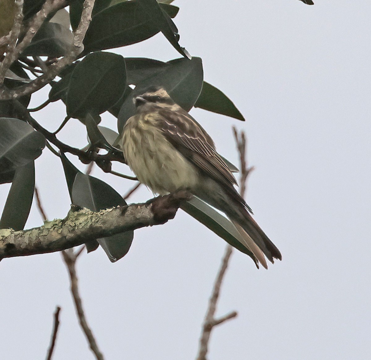 Variegated Flycatcher - ML642079248