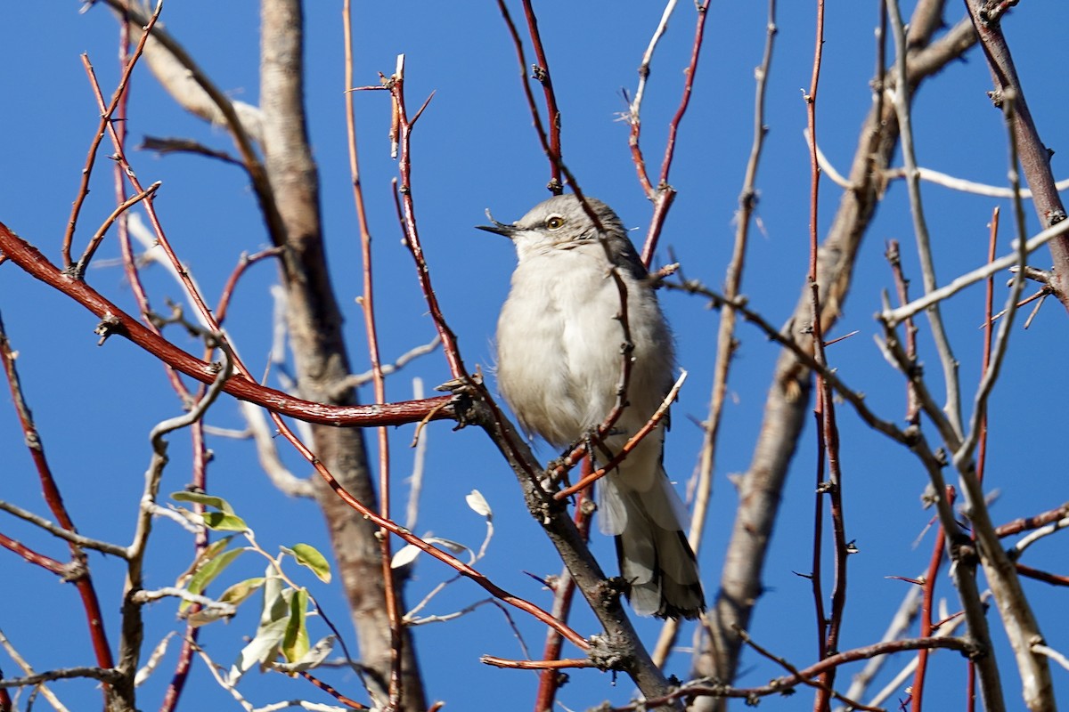 Northern Mockingbird - ML642079251
