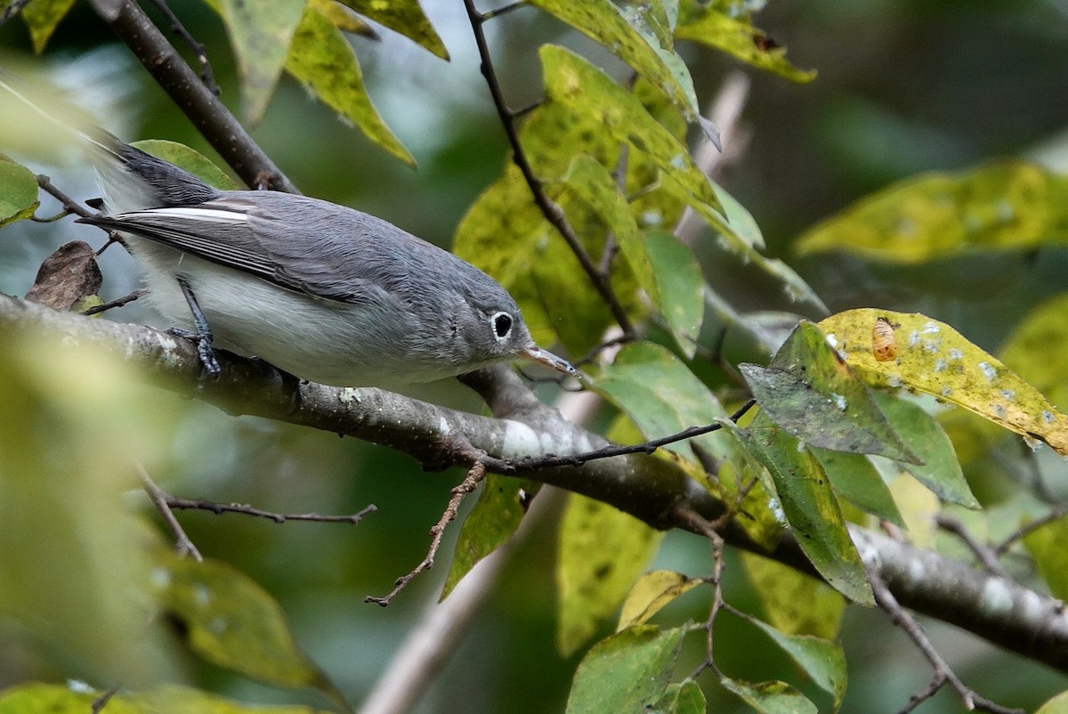 Blue-gray Gnatcatcher - ML642079254