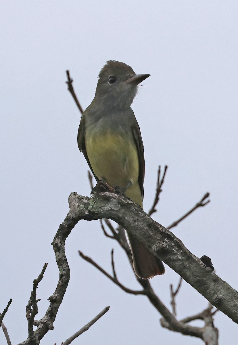 Great Crested Flycatcher - ML642079260