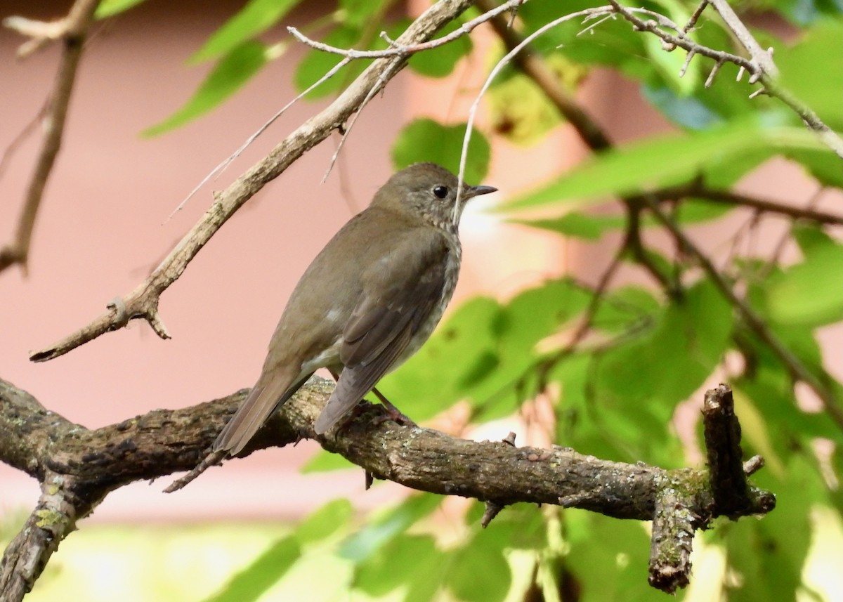 Gray-cheeked Thrush - ML642079263