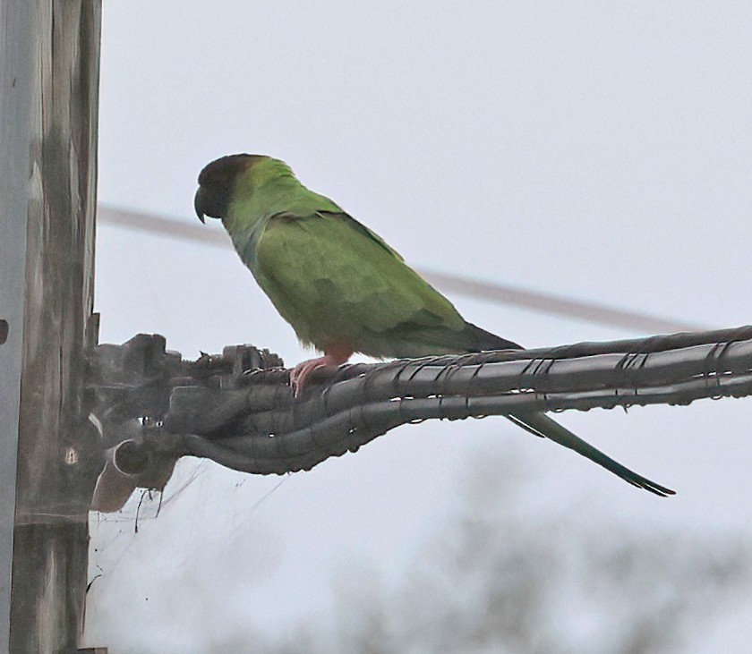 Nanday Parakeet - ML642079268