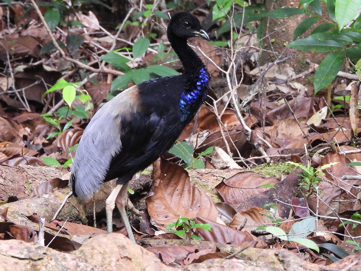 Gray-winged Trumpeter - ML642079271