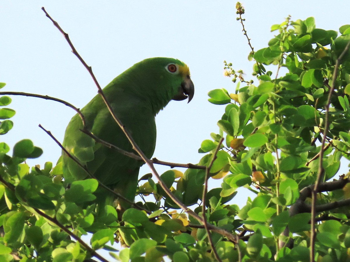 Yellow-crowned Amazon - ML642079272