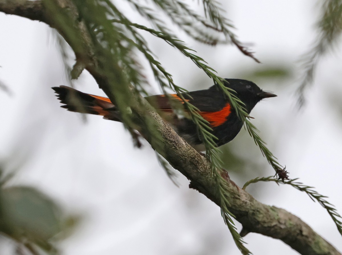 American Redstart - ML642079273
