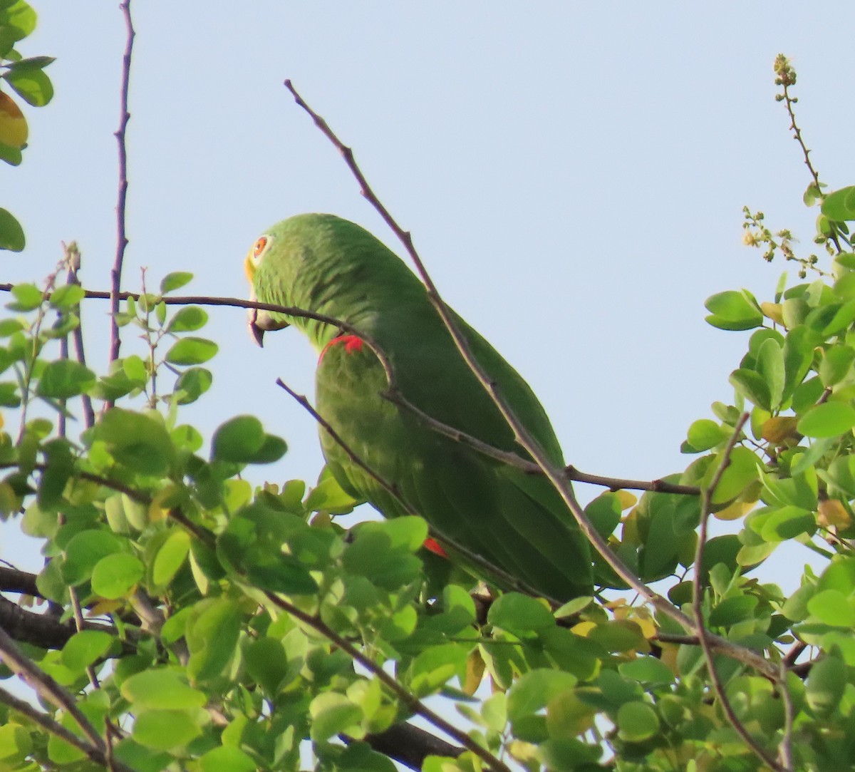 Yellow-crowned Amazon - ML642079276