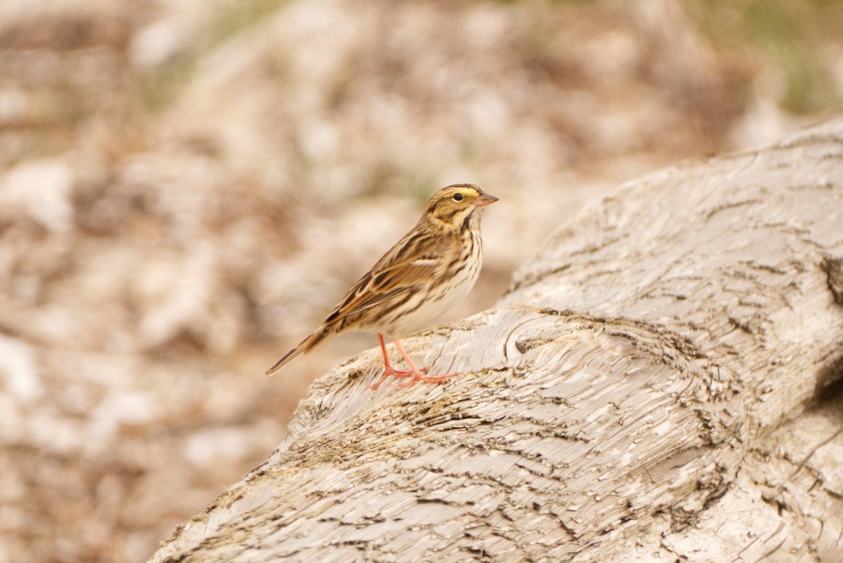 稀樹草鵐 - ML642079286