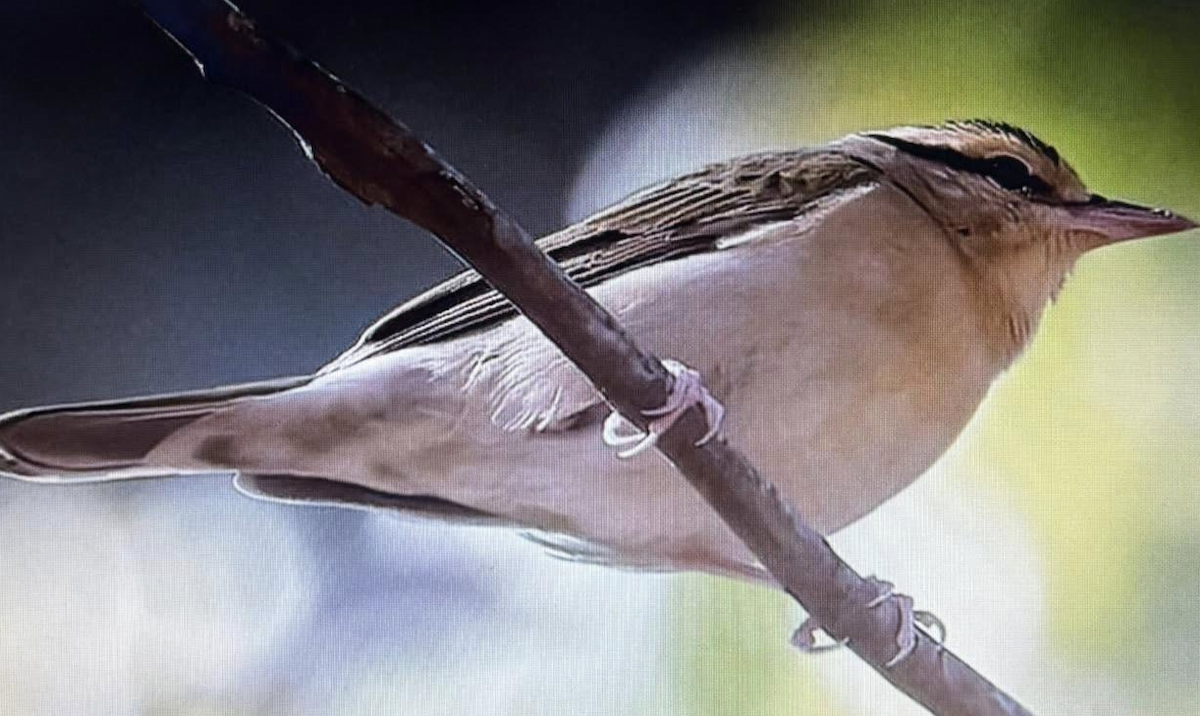 Worm-eating Warbler - ML642079290