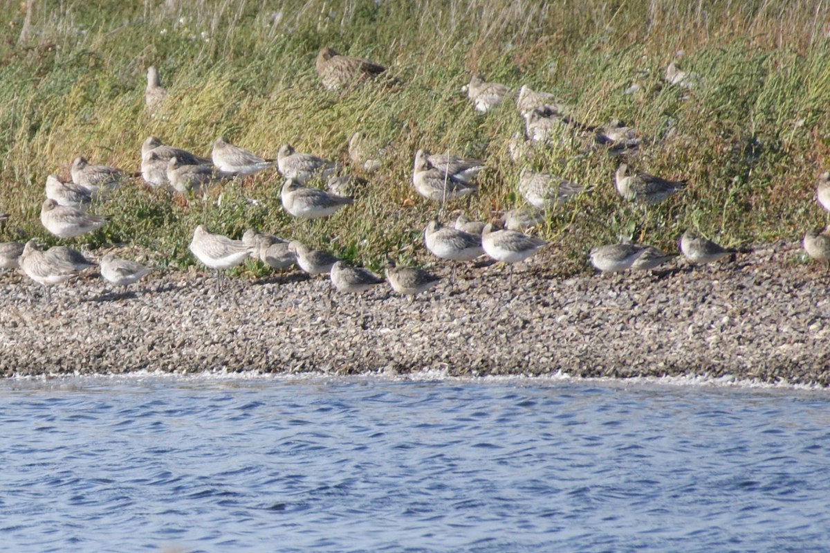 Red Knot - ML642079292