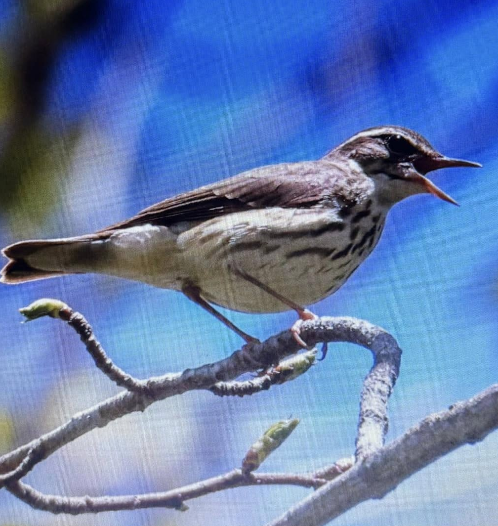 Louisiana Waterthrush - ML642079295