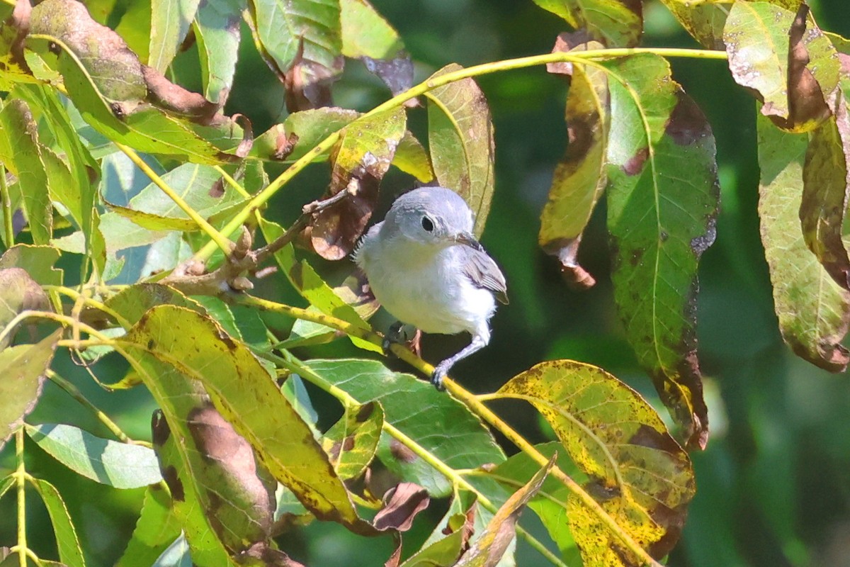 Blue-gray Gnatcatcher - ML642079297