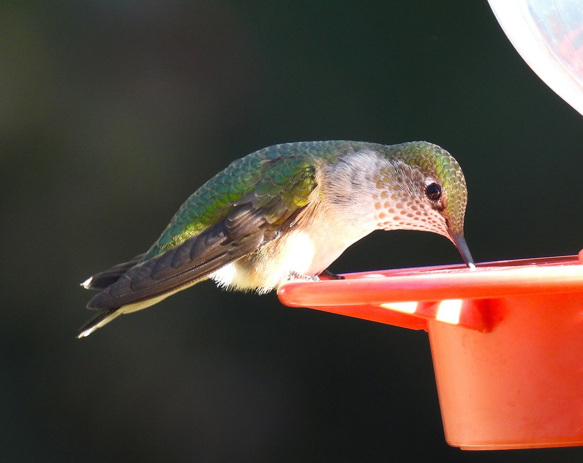 bredstjertkolibri - ML642079298