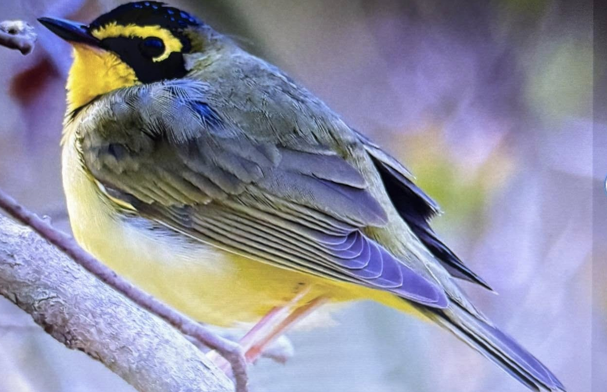 Kentucky Warbler - ML642079303
