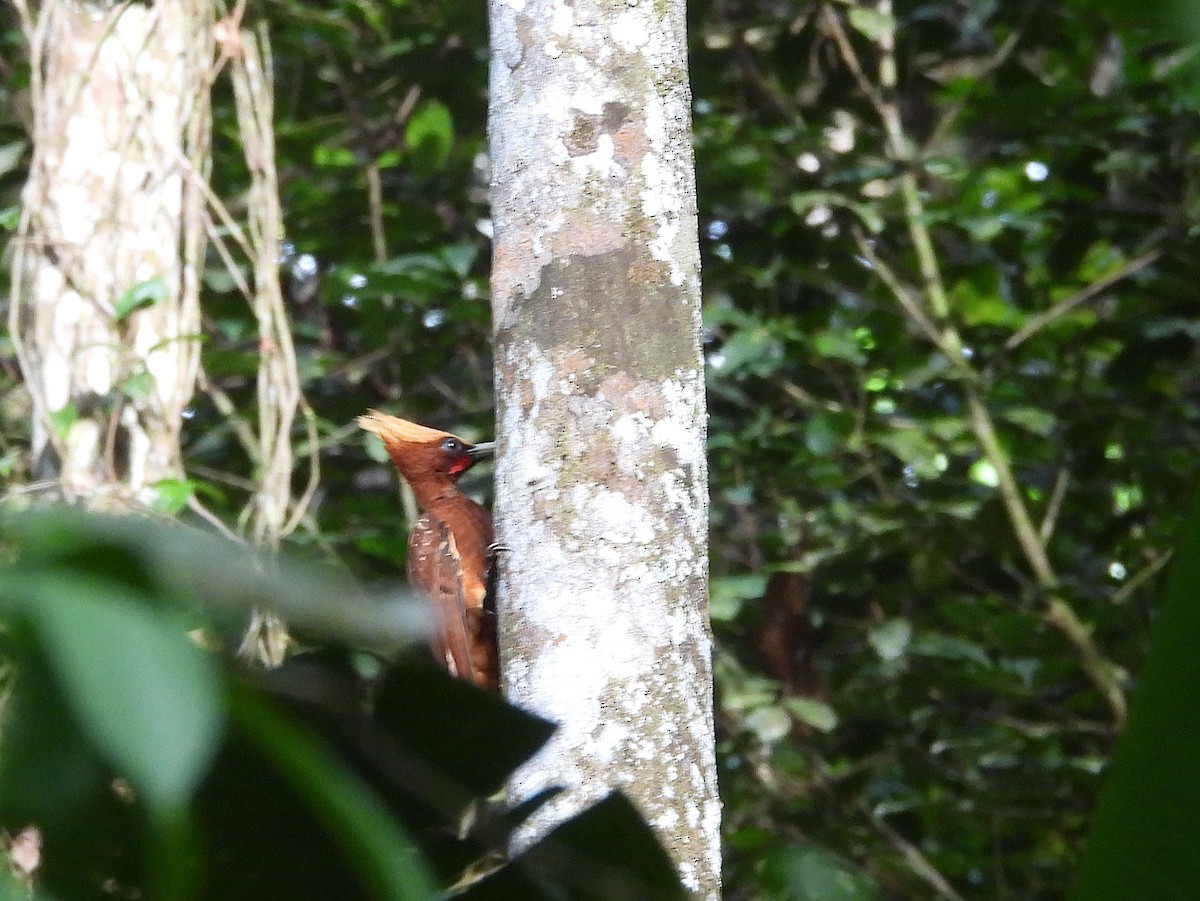 Chestnut Woodpecker - ML642079312