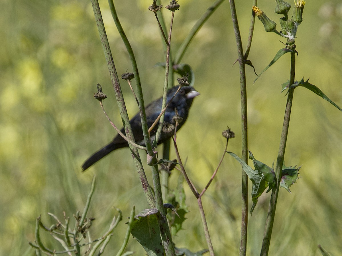 Blue-black Grassquit - ML642079316