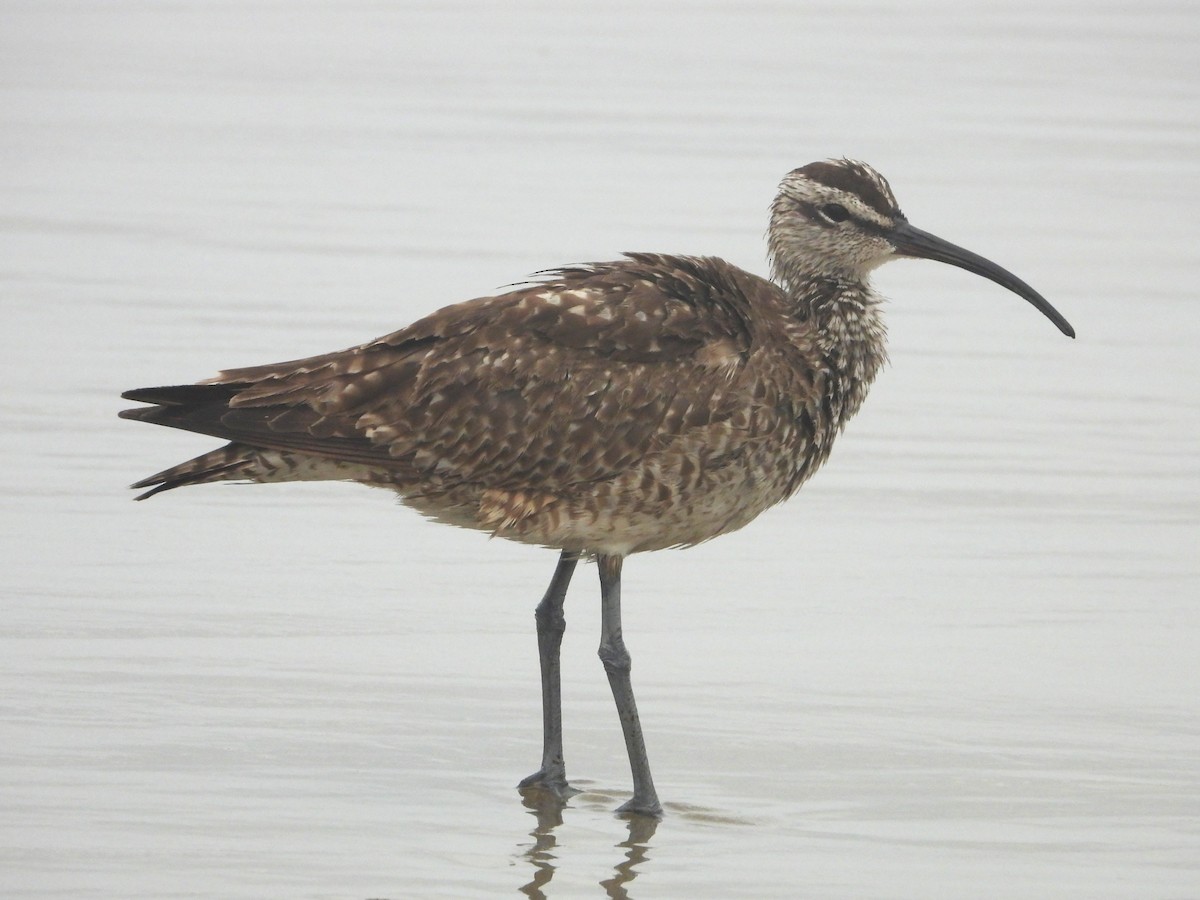 Whimbrel - ML642079318
