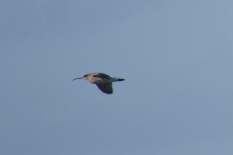 Whimbrel - ML642079320