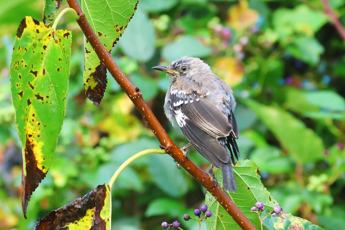Northern Mockingbird - ML642079325